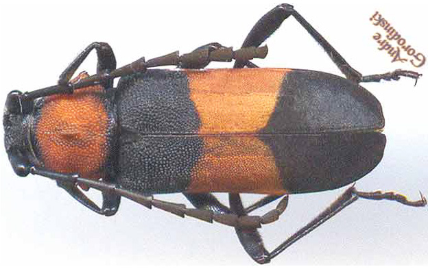 http://www.gorodinski.ru/cerambyx/Purpuricenus indus.jpg